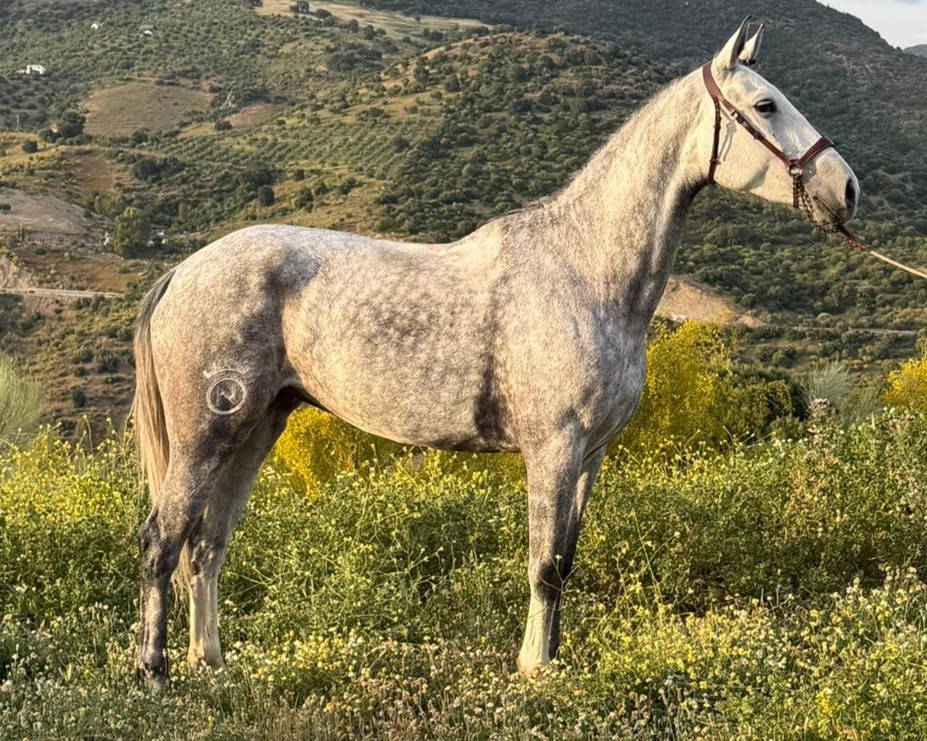 horse